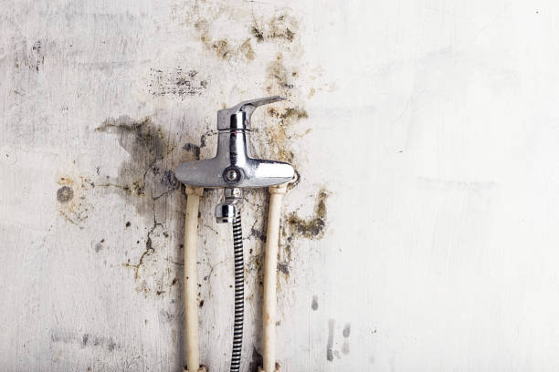 Best Mold Testing  in Joppatowne, MD