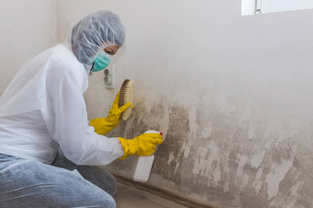 Best Attic Mold Removal  in Joppatowne, MD
