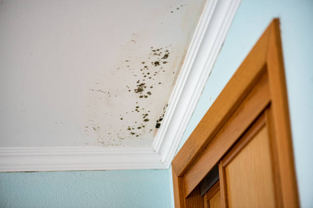 Best Mold Removal Process  in Joppatowne, MD