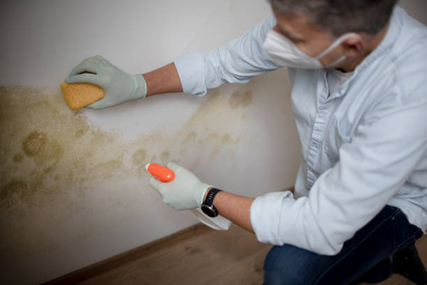Best Professional Mold Removal  in Joppatowne, MD