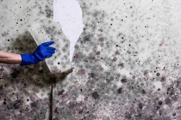 Best Black Mold Removal  in Joppatowne, MD