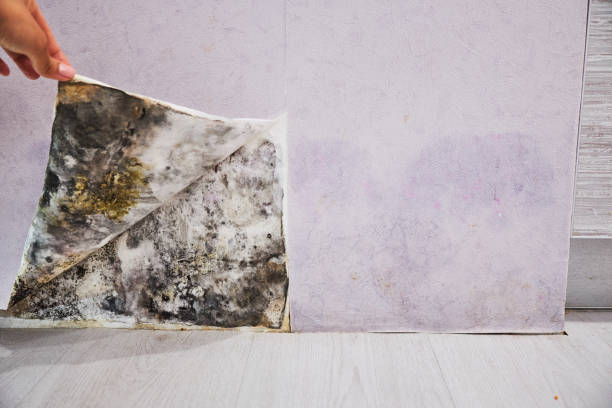 Best Certified Mold Removal  in Joppatowne, MD